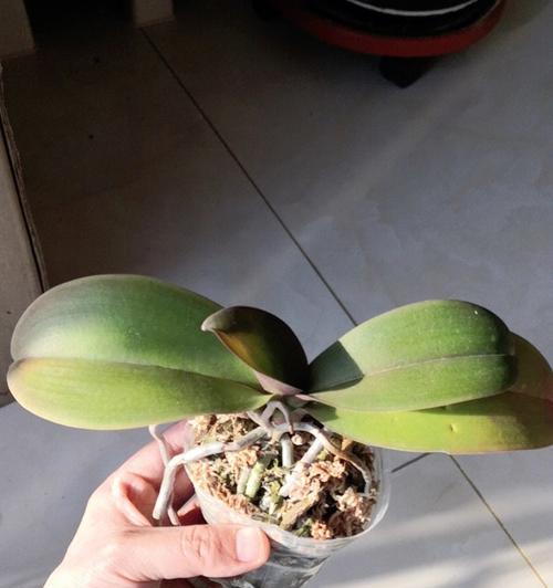 蝴蝶兰叶子发黄的原因及解决方法（解决蝴蝶兰叶子发黄问题，让花卉保持健康生长）