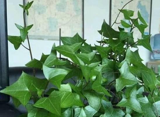 常春藤栽种全攻略（栽培、管理、繁殖技巧详解）