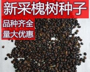 槐树种子的营养与食用方法（如何利用槐树种子获得丰富的营养）