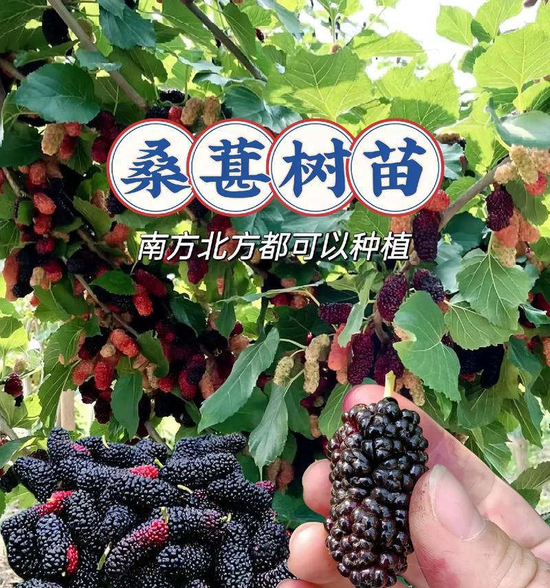 院子种植桑葚的好处（家庭果园也能享受丰收）