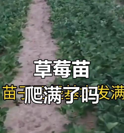 草莓种植间距是多少？合理的草莓种植间距要求（打造高产的草莓种植，从间距开始）