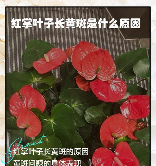 红掌烂根的救治方法（掌握关键技巧，拯救患病红掌夏天）