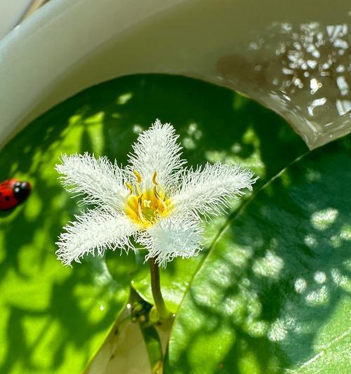 以一叶莲怎么淘汰老叶子（提高植物生长质量的关键步骤及方法）
