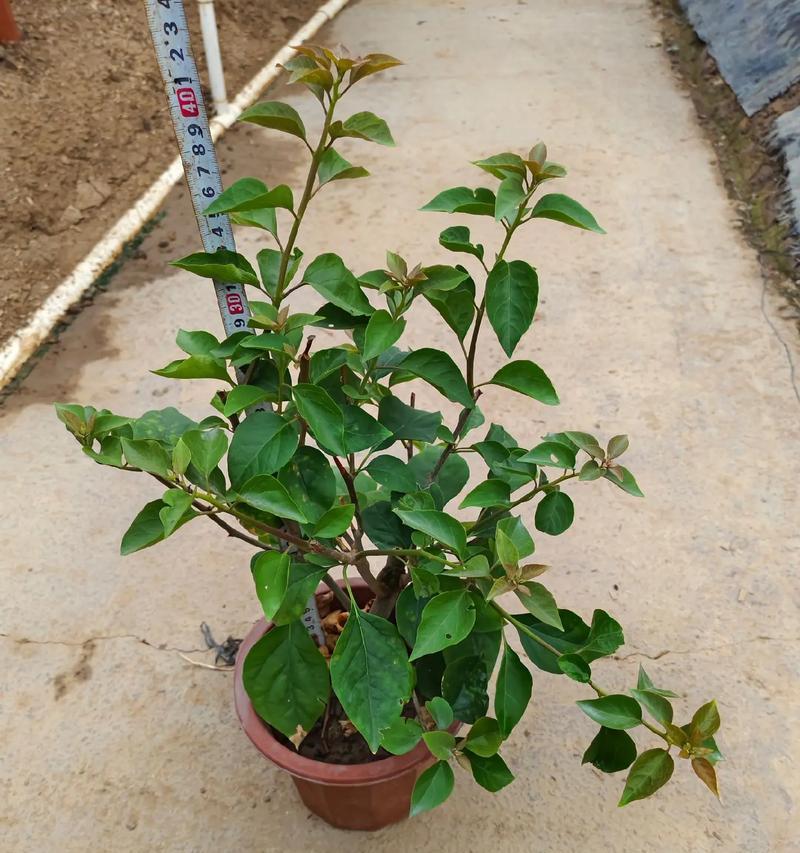 如何成功种植杜鹃木？（从选址到养护，一步步教你打造美丽花园）