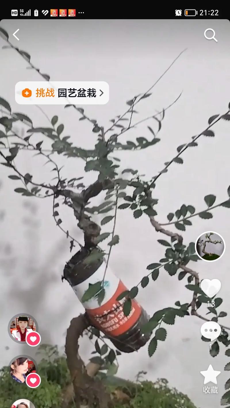 以榆树怎么留枝（树枝修剪技巧与注意事项）