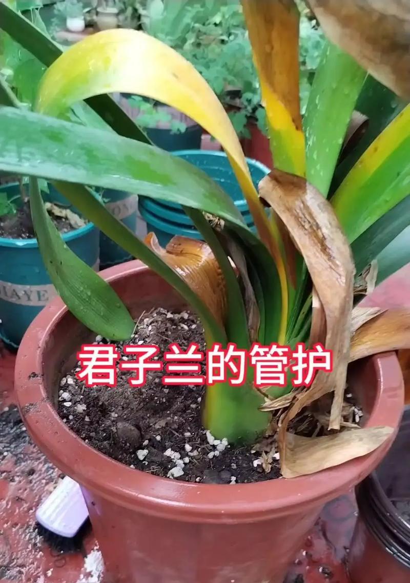 君子兰花黄叶子怎样补救（掌握关键技巧让君子兰重现翠绿生机）