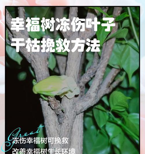 如何挽救因过量浇水而濒临死亡的辛福树？（应对辛福树过水引发的问题，拯救你的绿色伙伴！）