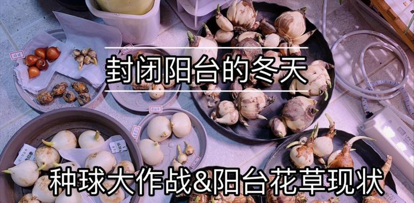 植物受冷应对策略（保护植物免受低温侵害）