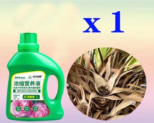 龙须树茎烂了怎么办？（教你有效防治龙须树茎烂的方法）