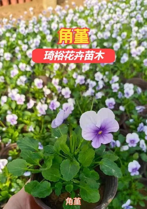 角堇播种技巧及注意事项