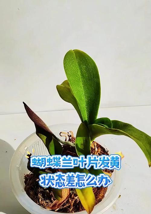 蝴蝶兰叶子烂了怎么办？教你轻松解决！