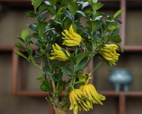 盆栽佛手花的养护之道（打造繁花似锦的佛手盆栽）