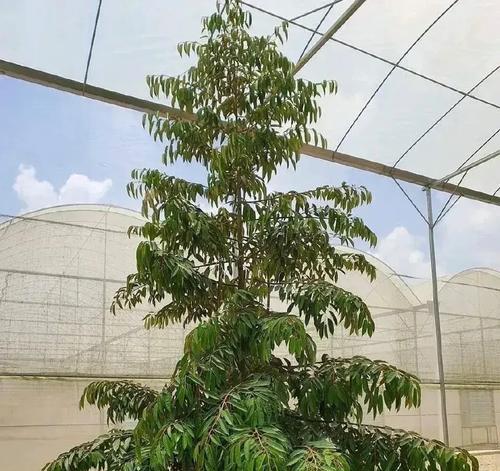 榴莲开花结果时间详解（探秘榴莲开花结果周期及影响因素）