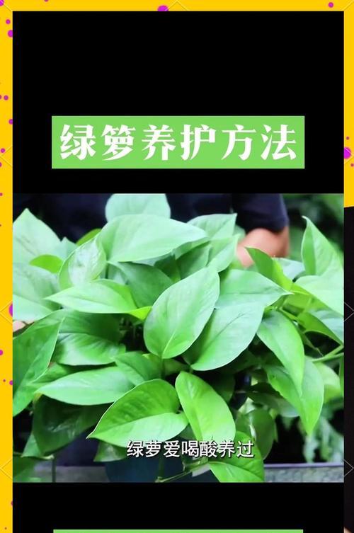 绿萝营养液瓶盖的开启技巧（简单易行的方法帮助您打开瓶盖）