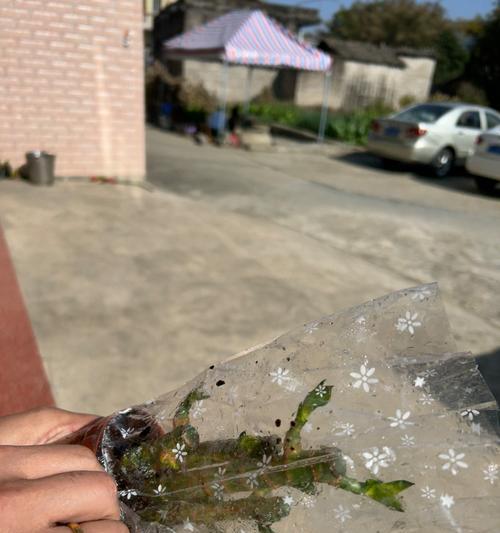 莲花竹养殖指南（打造家中绿意盎然的美丽风景）