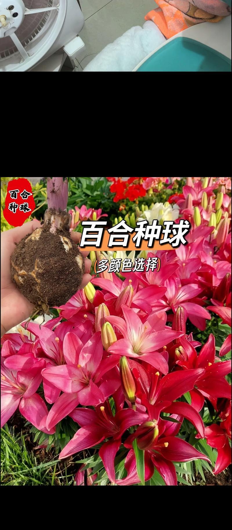 水培百合花的种球培养技巧（从水培到品种繁育，一步步教你种出健壮的百合种球）