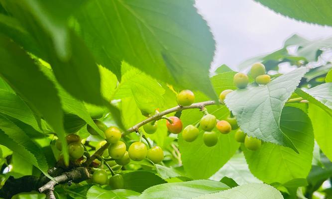 太和樱桃成熟时间及品质分析（探究太和樱桃成熟周期、品质特点与采摘技巧）