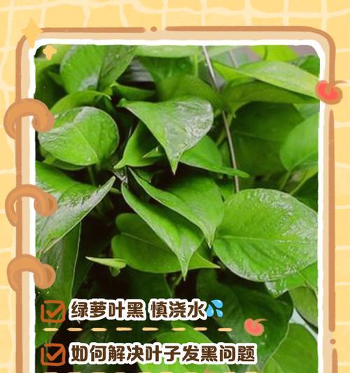 如何促使绿萝叶子长出来更加茂盛？（解决绿萝叶子长出小而瘦弱的问题）
