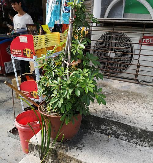 茴香养殖技巧与方法（掌握种植技术，打造丰收的茴香园）
