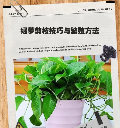 绿萝水扦插的快速生根方法（掌握这个关键技巧，让你的绿萝迅速生根茁壮成长）