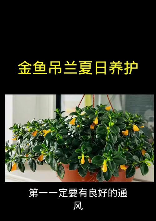 金鱼吊兰底部叶子发黄的原因及解决方法（金鱼吊兰底部叶子发黄可能是光照不足，缺水或过浇水引起的）
