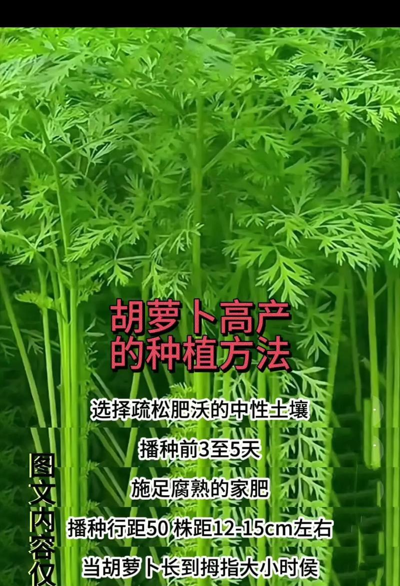 胡萝卜的成熟时间（探究胡萝卜的生长过程及最佳采收时间）