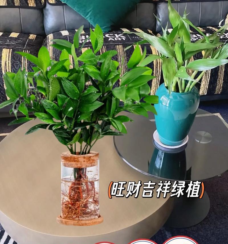 平安竹室内养殖指南（美丽安宁的室内绿化之选）