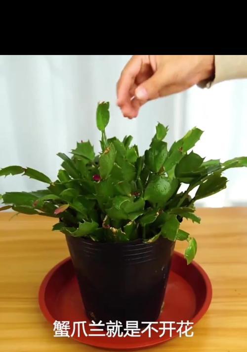 如何提前让蟹爪兰开花（探秘蟹爪兰花开奥秘）