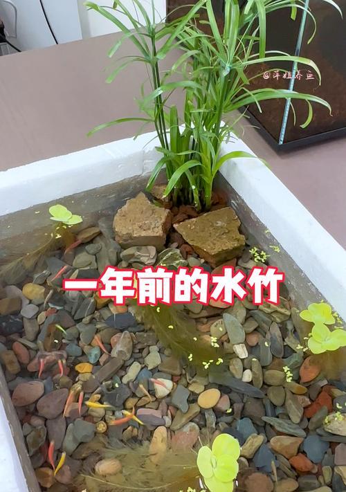 剪下的水竹的养殖技巧（打造绿意盎然的家居风景）