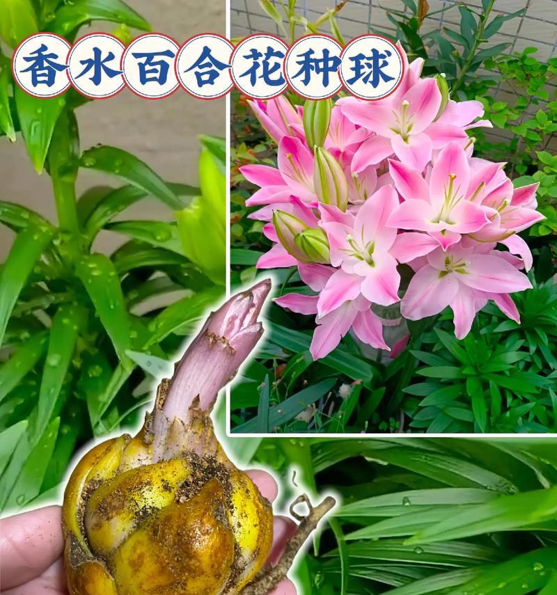 掌握以香水百合开花期浇水技巧（百合开花期的水分需求与关键时刻浇水）