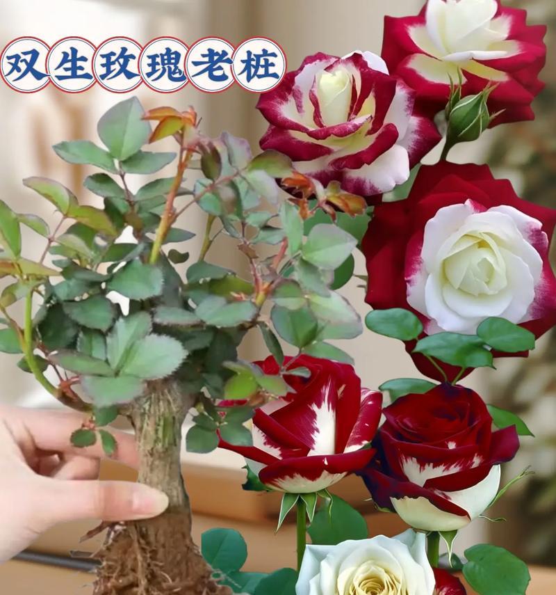 从入土到花盆，玫瑰花的迁移之路（探寻玫瑰花如何从土地中移植到花盆中的关键步骤）