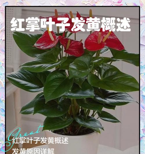 如何处理红掌枯叶子问题（有效解决红掌叶子枯萎的方法）