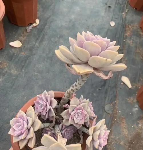 以紫乐多肉插枝的方法与技巧（繁殖新植株，培养个性化肉肉世界）