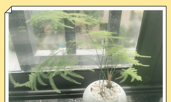 以文竹烂根换盆玩的正确处理方法（保存绿植健康成长的关键技巧）