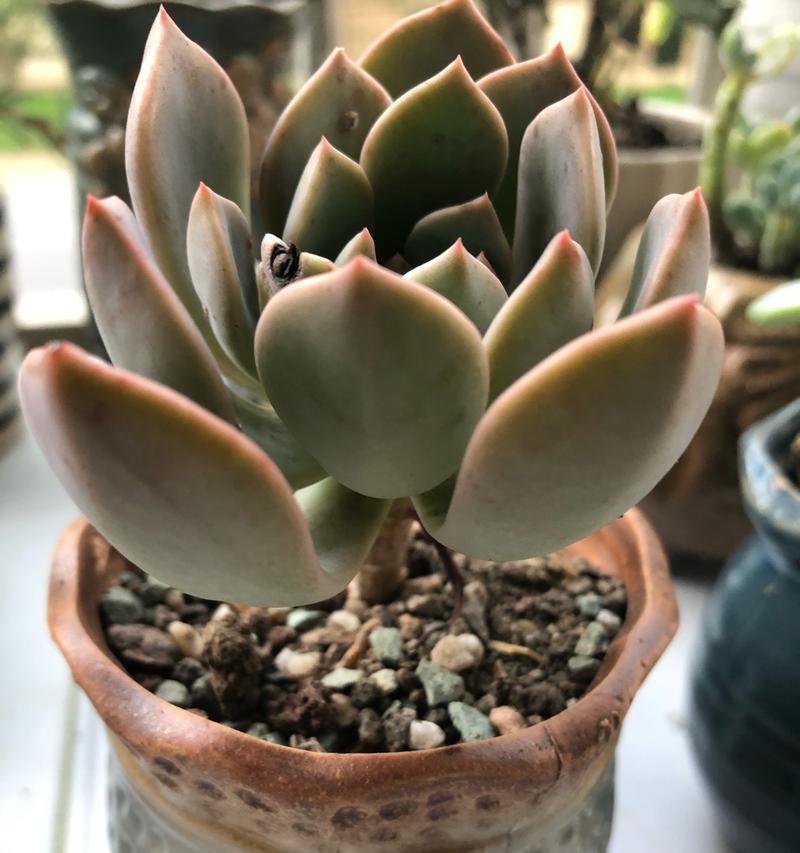 多肉植物胧月月的健康养护指南（掌握养殖技巧，打造健康可爱的多肉小天使）