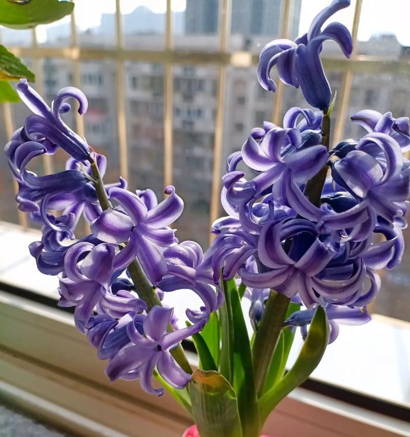 如何管理开过花的风信子（解决开过花的风信子问题的有效方法）