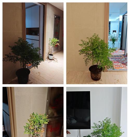 南天竹的家门口种植与养护（以美化环境为目的，了解南天竹家门口种植和养护技巧）