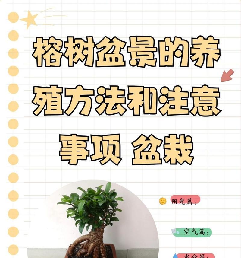 虎皮榕树的养殖方法——打造绿意盎然的家居环境