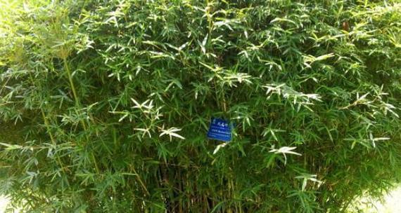 凤尾竹干叶原因分析及解决方法（揭秘凤尾竹干叶背后的原因及应对之策）