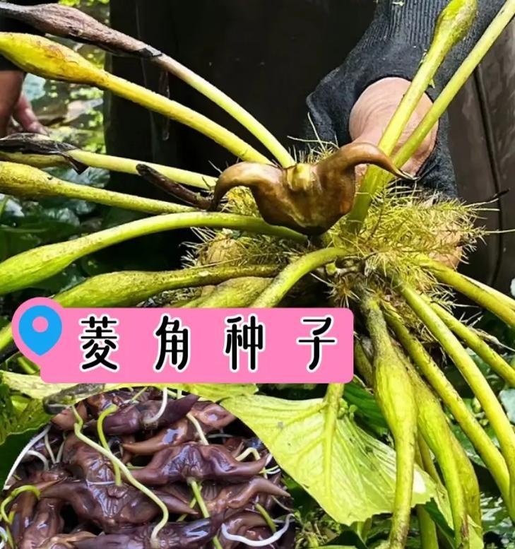 如何储存菱角？（科学储存方法让菱角更美味。）
