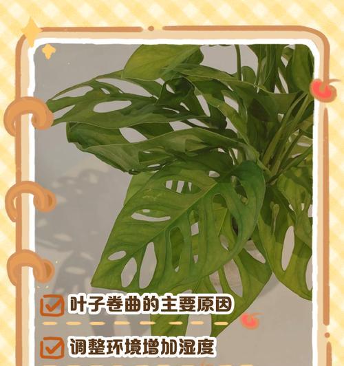 探秘美丽竹芋叶下垂之谜（揭开竹芋叶下垂的养殖技巧和保养方法）