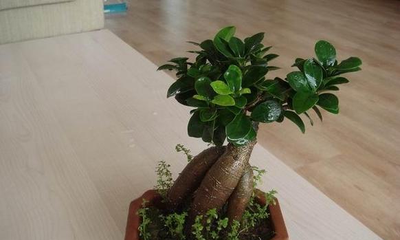 如何正确修剪人参植物以促进生长和增加产量（关键技巧和注意事项助您成功培育健康的人参植物）