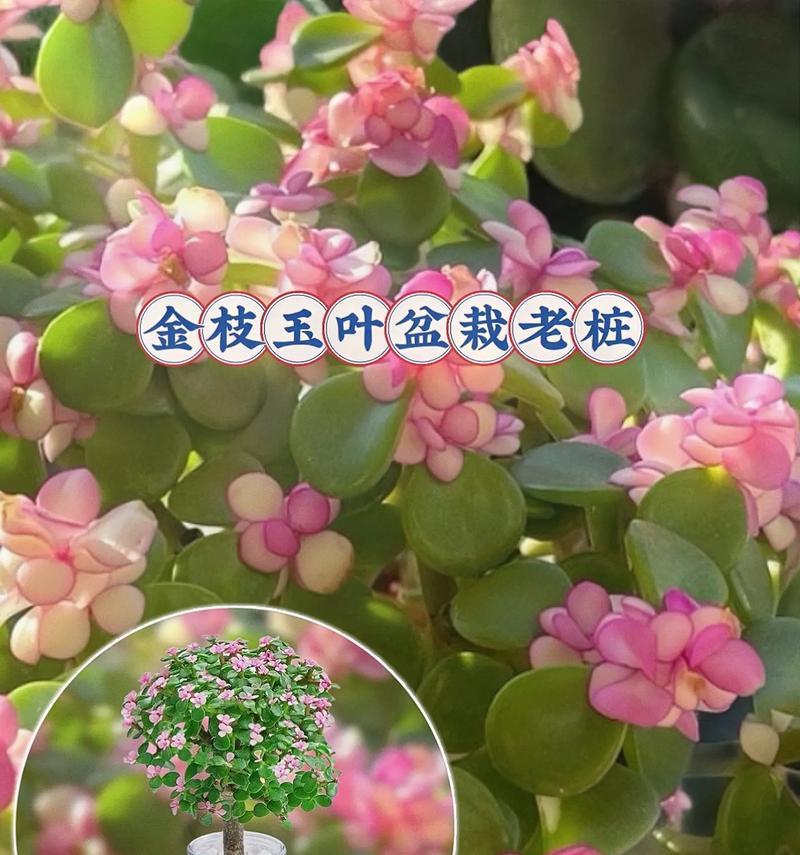 花金枝玉叶的养殖与护理（打造精致盆栽，让花开遍全家）