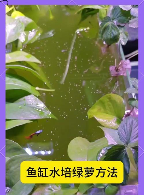 绿箩养护秘籍（掌握养殖技巧让绿箩生机勃勃）