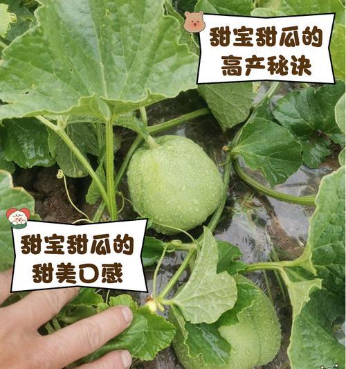 甜瓜上市时间及成熟期详解（探究甜瓜的上市时间、成熟期以及如何选购）