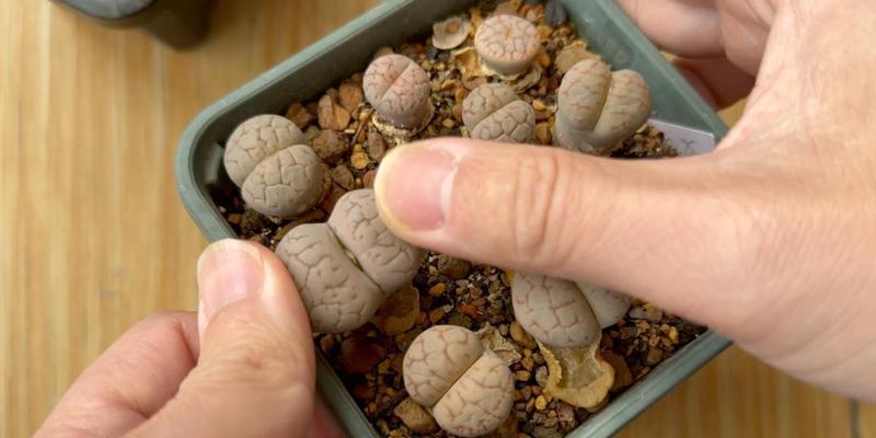 《探秘镇魂石生石花的起源》（一种神奇的自然奇迹——镇魂石生石花）