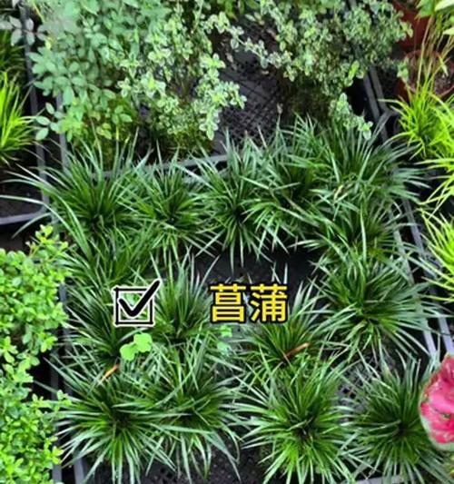 冬天菖蒲养殖技巧（菖蒲的冬季护理和繁殖方法）