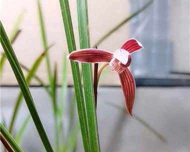 如何处理叶子发黄的建兰植物（建兰叶子发黄原因及处理方法）