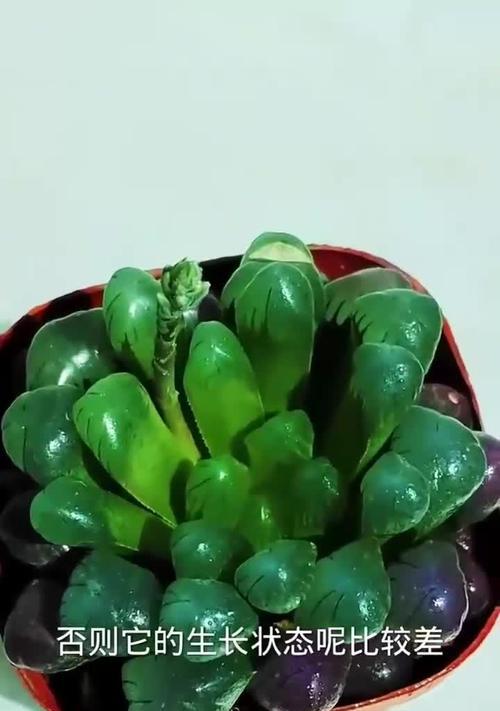 以玉露烂叶子的处理方法（重拾盛夏之美，呵护绿色生命）