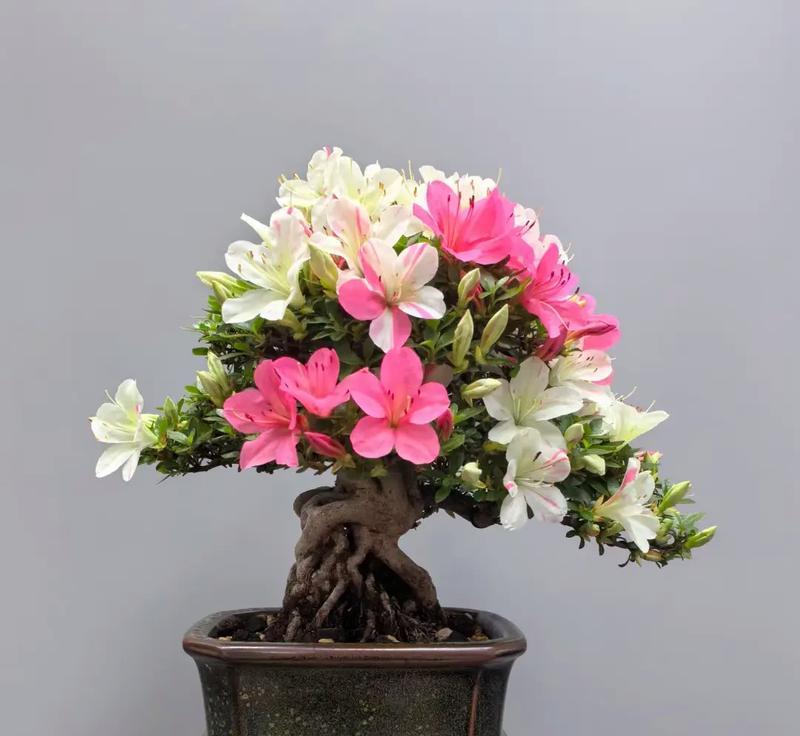 春节期间如何养殖杜鹃花，让花开得更艳丽